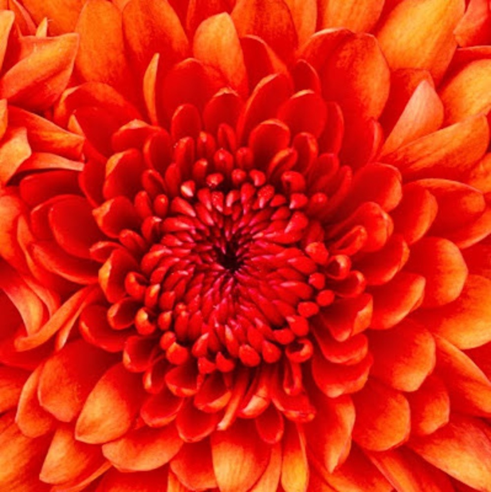 Meet your Posher, Alicia